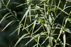 Euthamia graminifolia