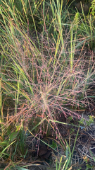Eragrostis spectabilis