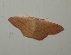 Cyclophora linearia