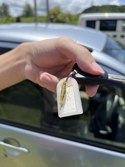 Aiolopus thalassinus tamulus