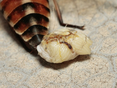 Tabanus eggeri