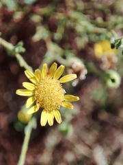 Pulicaria paludosa