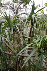 Pandanus