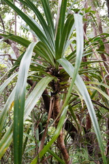 Pandanus