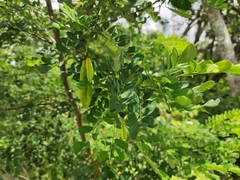 Diphysa carthagenensis