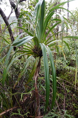 Pandanus