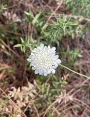 Plantae