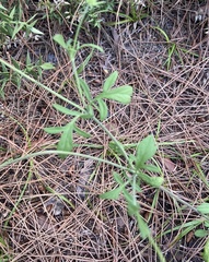 Plantae