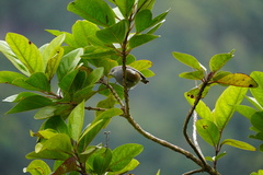 Zosterops borbonicus