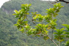 Zosterops borbonicus