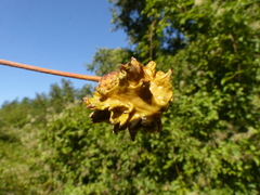 Andricus quercuscalicis