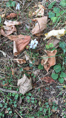 Cyclamen hederifolium