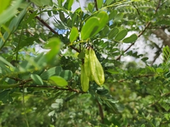 Diphysa carthagenensis