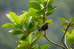 Zosterops borbonicus