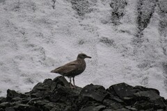 Larus hyperboreus