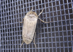 Ripiphoridae