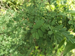 Diphysa carthagenensis