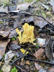 Ramaria lorithamnus