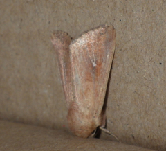 Mythimna albipuncta