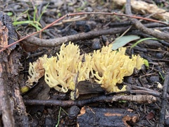 Ramaria lorithamnus
