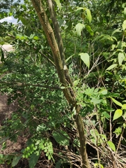 Diphysa carthagenensis