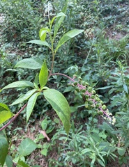 Phytolacca americana