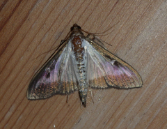 Cydalima perspectalis
