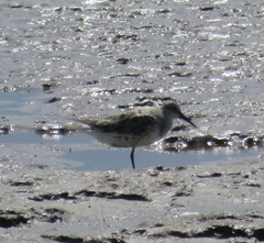 Calidris tenuirostris