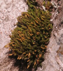 Orthotrichaceae