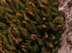 Orthotrichaceae