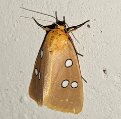 Rhanidophora cinctigutta