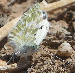 Pontia daplidice