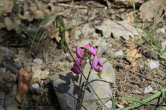 Lathyrus sylvestris