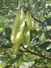 Diphysa carthagenensis