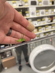 Leptophyes punctatissima