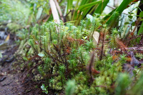 Polytrichum commune image