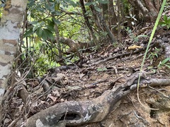 Plestiodon stimpsonii