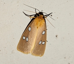 Rhanidophora cinctigutta