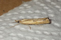 Agriphila inquinatella