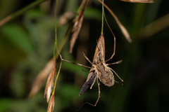 Mitopus morio