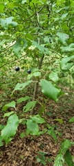 Alnus incana