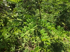 Diphysa carthagenensis