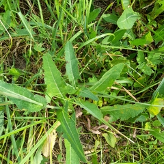 Sonchus arvensis uliginosus