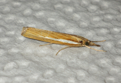Agriphila tristella