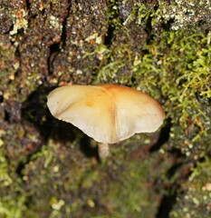 Gymnopilus eucalyptorum