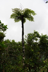 Cyathea