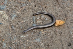 Anguis fragilis