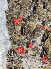 Drosera trinervia