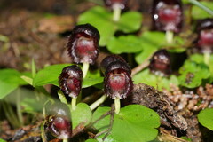 Corybas grumulus