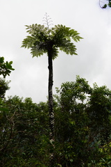 Cyathea